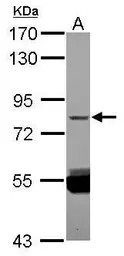 ZNF280C antibody [N2C1], Inter
