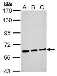 ME1 antibody