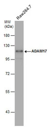 ADAM17 antibody [C2C3], C-term