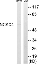 SLC24A4 antibody