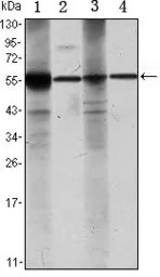 ALDH1A1 antibody [5A11]