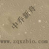     huvec-Immortalized 人脐静脉内皮细胞-永生化   