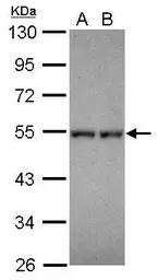 DPF1 antibody
