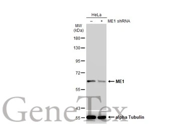 ME1 antibody
