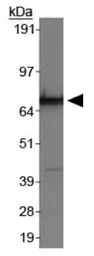 hnRNP M3-M4 antibody [2A6]