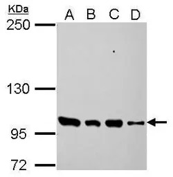 PDE3A antibody [N3C1], Interna