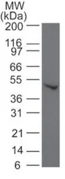SMAD6 antibody