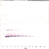 Biotinylated Anti-Human IL-7 Western Blot Unreduced Biotinylated Anti-Human IL-7 Western Blot Unreduced