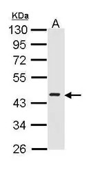 ICAD antibody [N2C3]