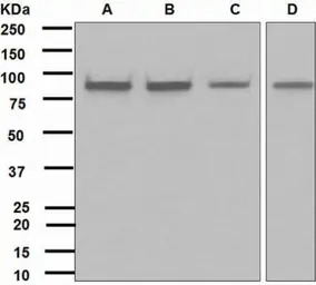 IKK alpha antibody [EPR464]
