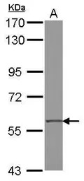 ZNF350 antibody
