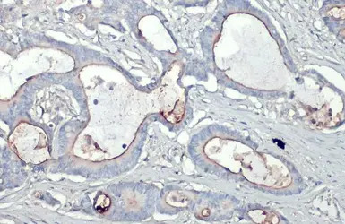 CD133 antibody [N1C1]