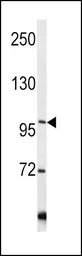 COL6A1 antibody, C-term