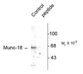 Munc18 (phospho Ser513) antibo