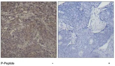 CREB (phospho Ser142) antibody