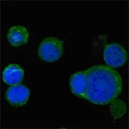 Wnt5a antibody [6F2]
