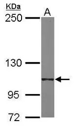 Integrin alpha 6 antibody [N3C