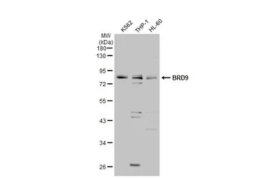 BRD9 antibody