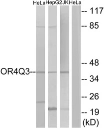 OR4Q3 antibody