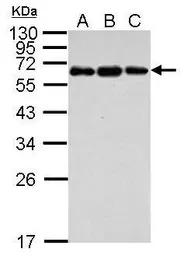 C4 binding protein B antibody