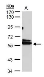 TCP1 delta antibody [N2C3]