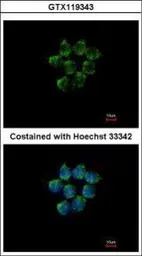 Kallistatin antibody [N2C2], I
