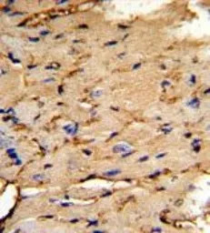 PEA15 antibody, C-term