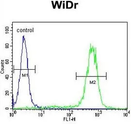 Calreticulin antibody, Interna