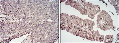 CD276 antibody [6A1]
