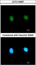 MED18 antibody [N1C3]