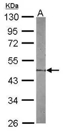 STAC antibody