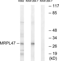MRPL47 antibody