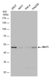 BAT1 antibody [N1C2]
