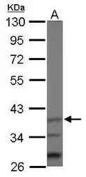 Jab1 antibody [N1C1]