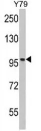 Importin beta 1 antibody, N-te