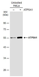 ATP5A1 antibody [C2C3], C-term