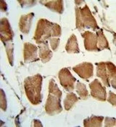 Tafazzin / TAZ antibody, N-ter