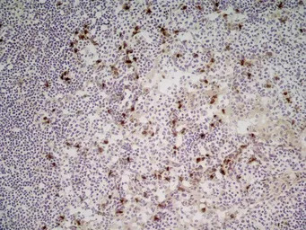 CD11b antibody [M1/70.15] (Low