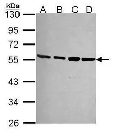 PSMD4 antibody [N1C2]