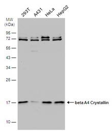 beta A4 Crystallin antibody [N