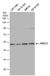 HDAC3 antibody