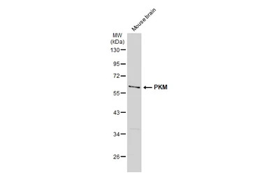 PKM antibody