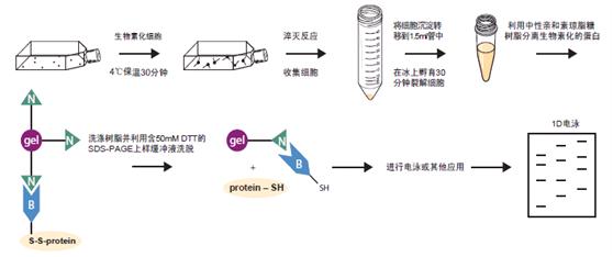 细胞表面蛋白分离试剂盒