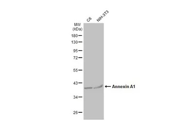 Annexin A1 antibody