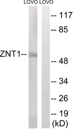 SLC30A1 antibody