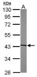LXR beta antibody [N2C2], Inte