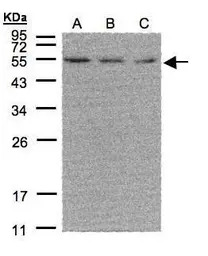 ERR alpha antibody [N1], N-ter