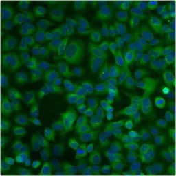 PDI antibody [RL90]