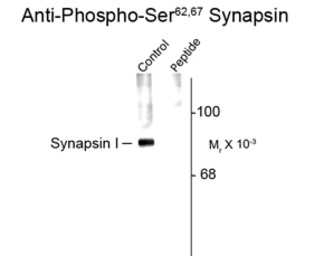 Synapsin I (phospho Ser62/67) 