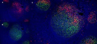 LRP1 antibody [A2Mr alpha-2]
